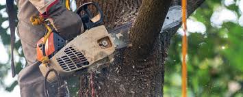 Reliable Carpinteria, CA  Tree Services Solutions