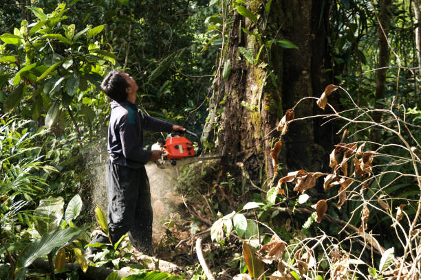 How Our Tree Care Process Works  in  Carpinteria, CA